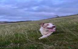 Smooth Collie dogs for sale: Red merle puppy - Image 3