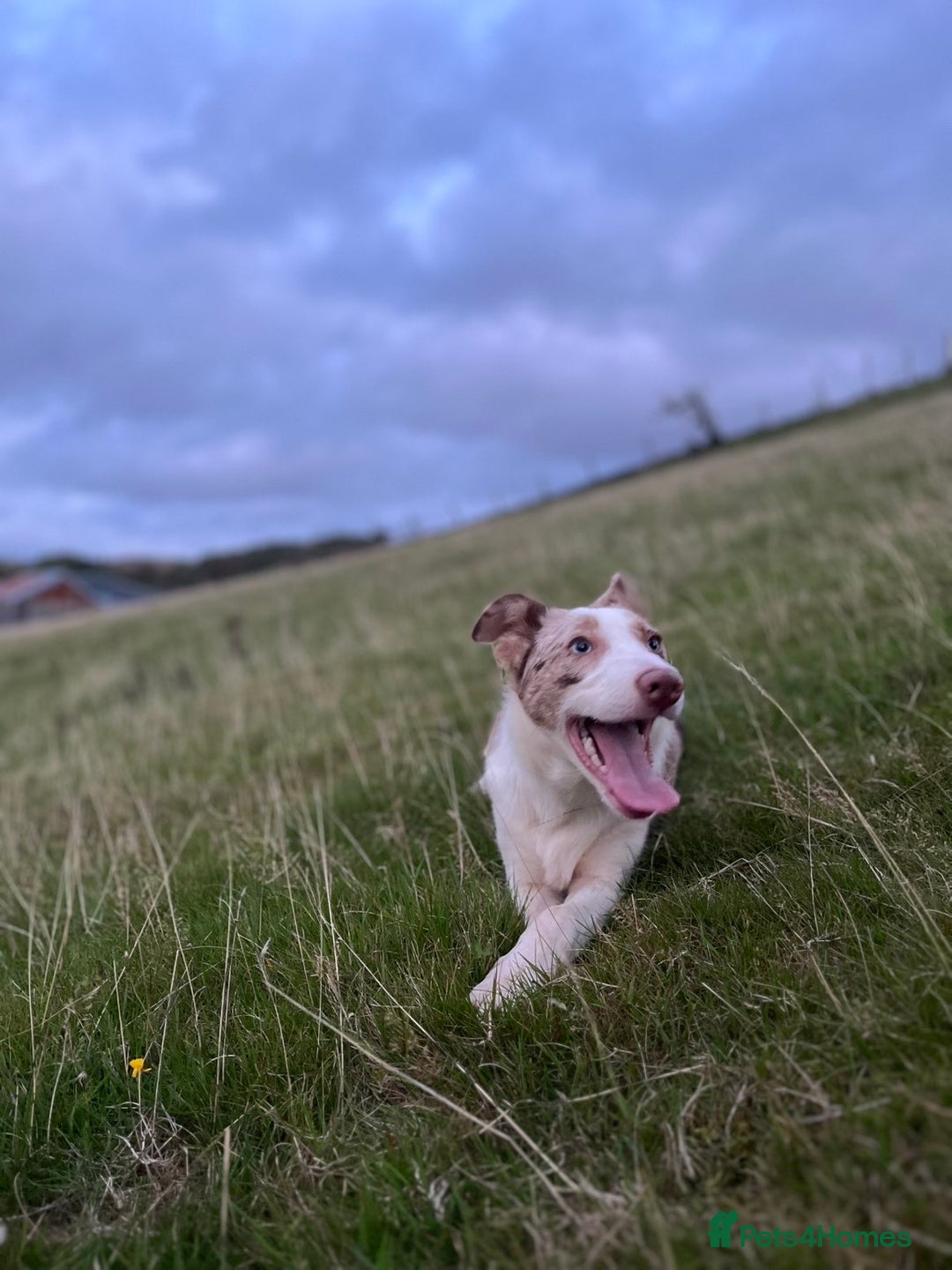 Smooth Collie dogs for sale: Red merle puppy - Image 3