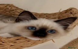 Ragdoll cats for sale: Adorable Loving blue mitted lynx - Image 26