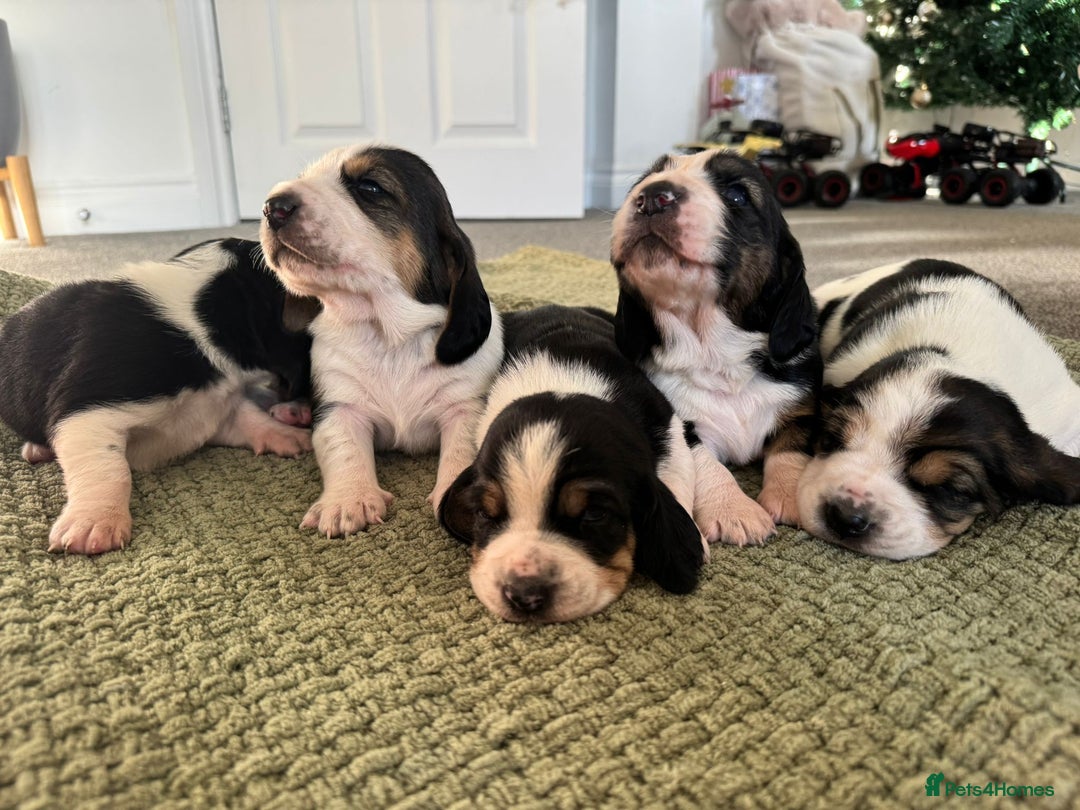 Basset Hound dogs for sale: Exceptional KC Basset Hound Puppies Now Available - Advert 1