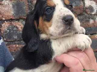 Basset Hound dogs KC BASSET HOUND PUPPIES FROM HEALTH TESTED PARENTS - Advert 2