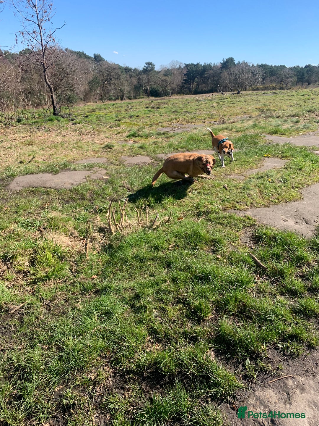 Labrador Retriever dogs for sale: Pedigree female Red Fox Labrador Retriever for  - Advert 7