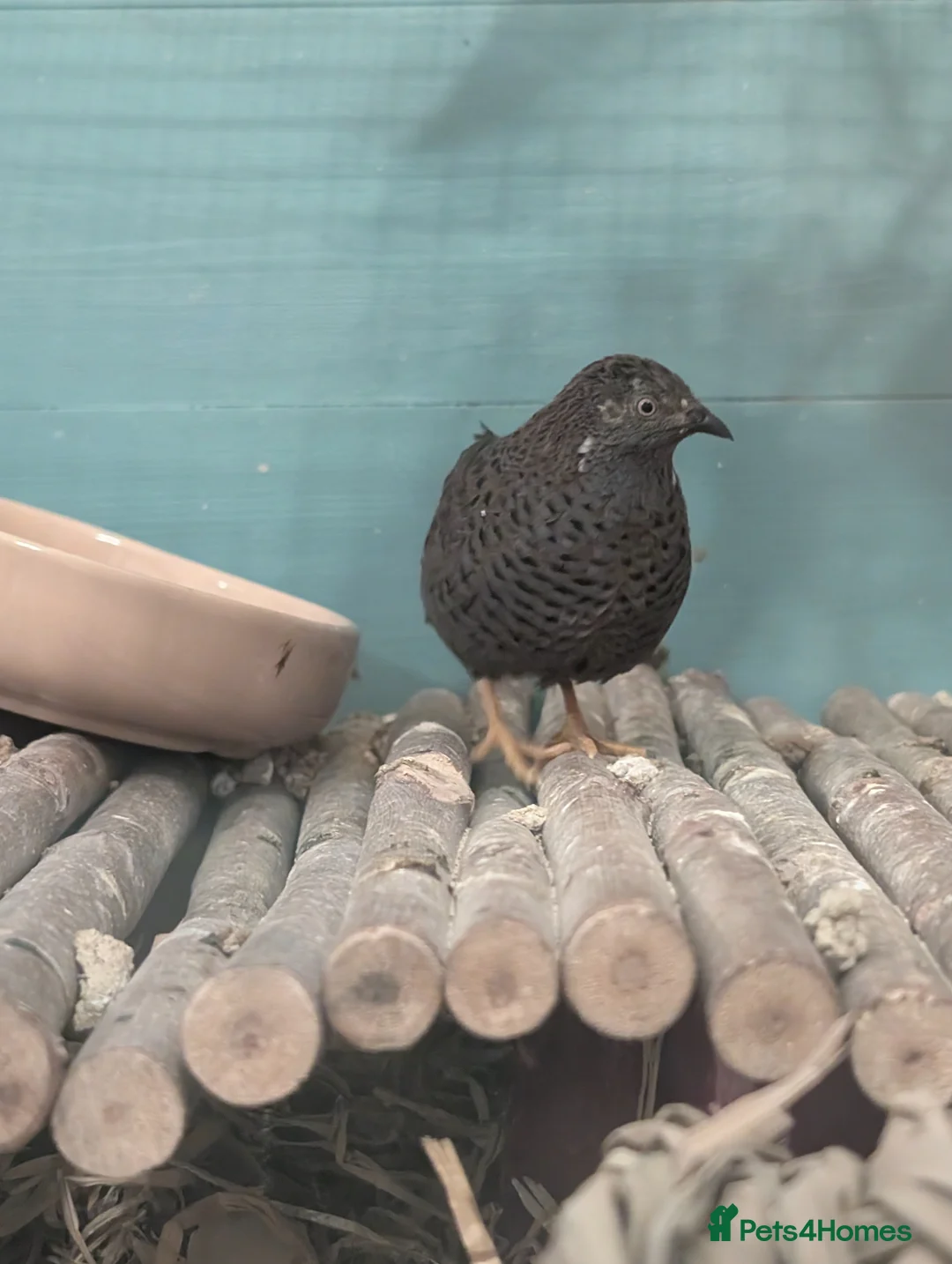 Quail poultry for sale: Two Button For Good Home - Advert 2