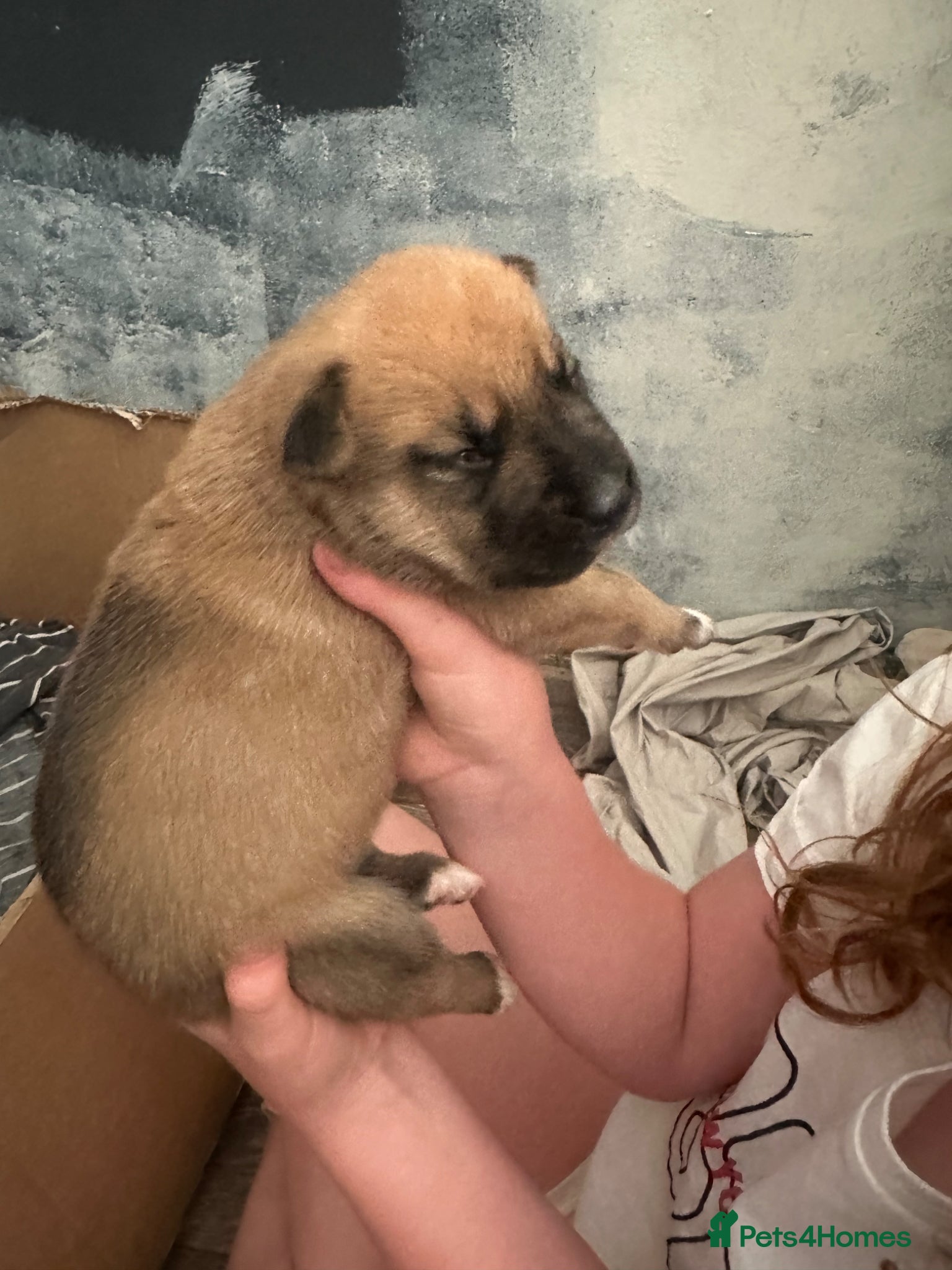Mixed Breed dogs 13 bullsky pups - Advert 4