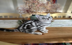 British Shorthair cats for sale: Silver Tabby BSH GCCF registered Kittens - Image 5