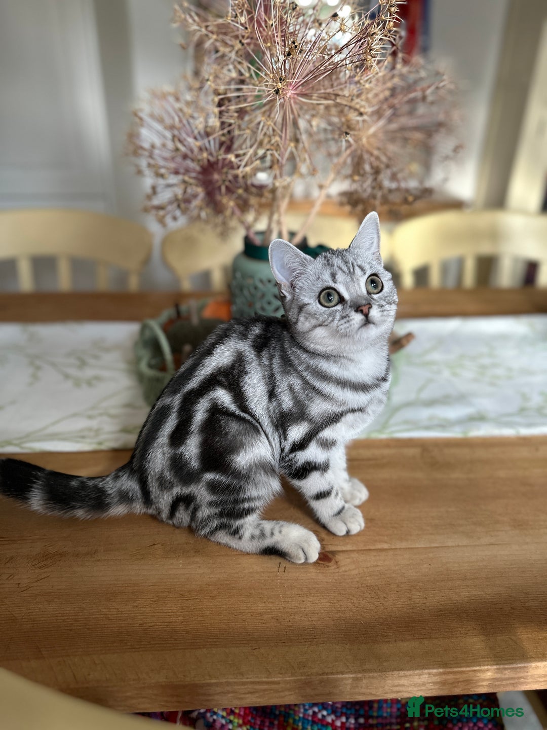 British Shorthair cats for sale: Silver Tabby BSH GCCF registered Kittens - Image 5