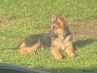 German Shepherd dogs German Shepherd. Last female left to go.. - Advert 2