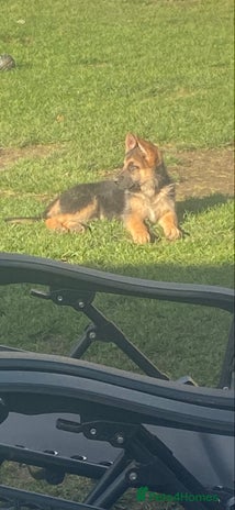 German Shepherd dogs - Advert 3