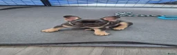 French Bulldog dogs for sale: FRENCH BULLDOGS  in Coalville - Advert 5