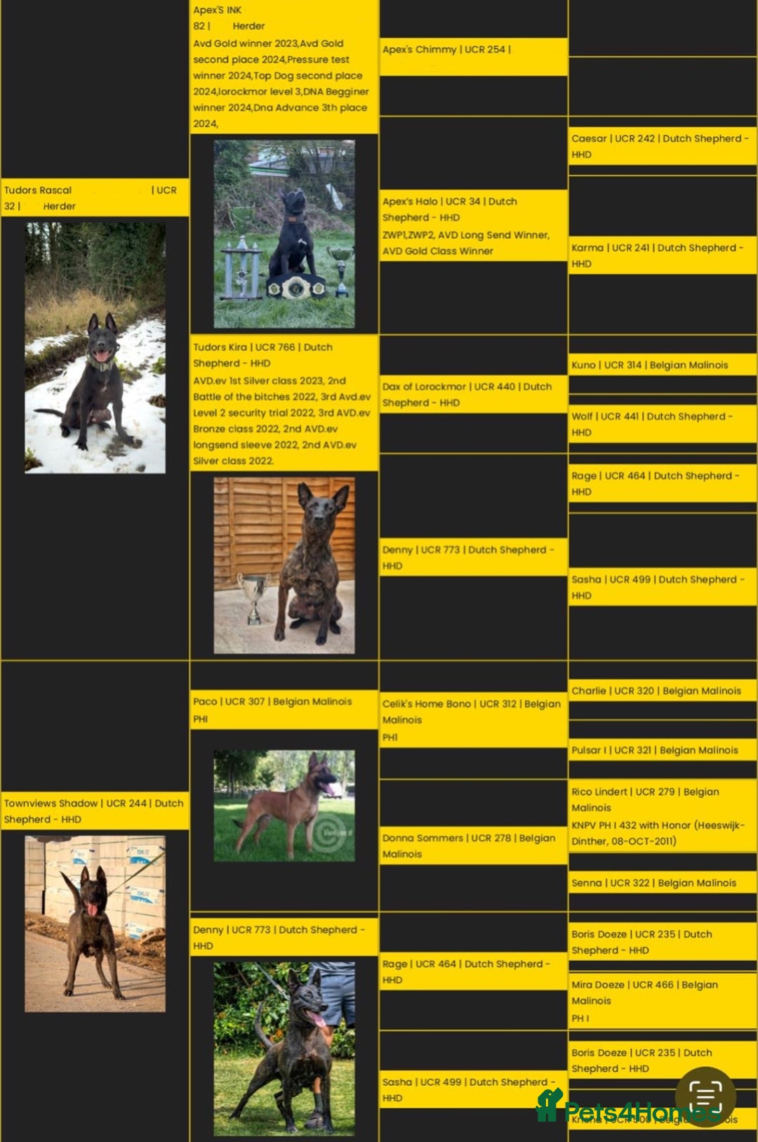 Belgian Shepherd Dog dogs for sale: 15 week old dutch herder male - Advert 7