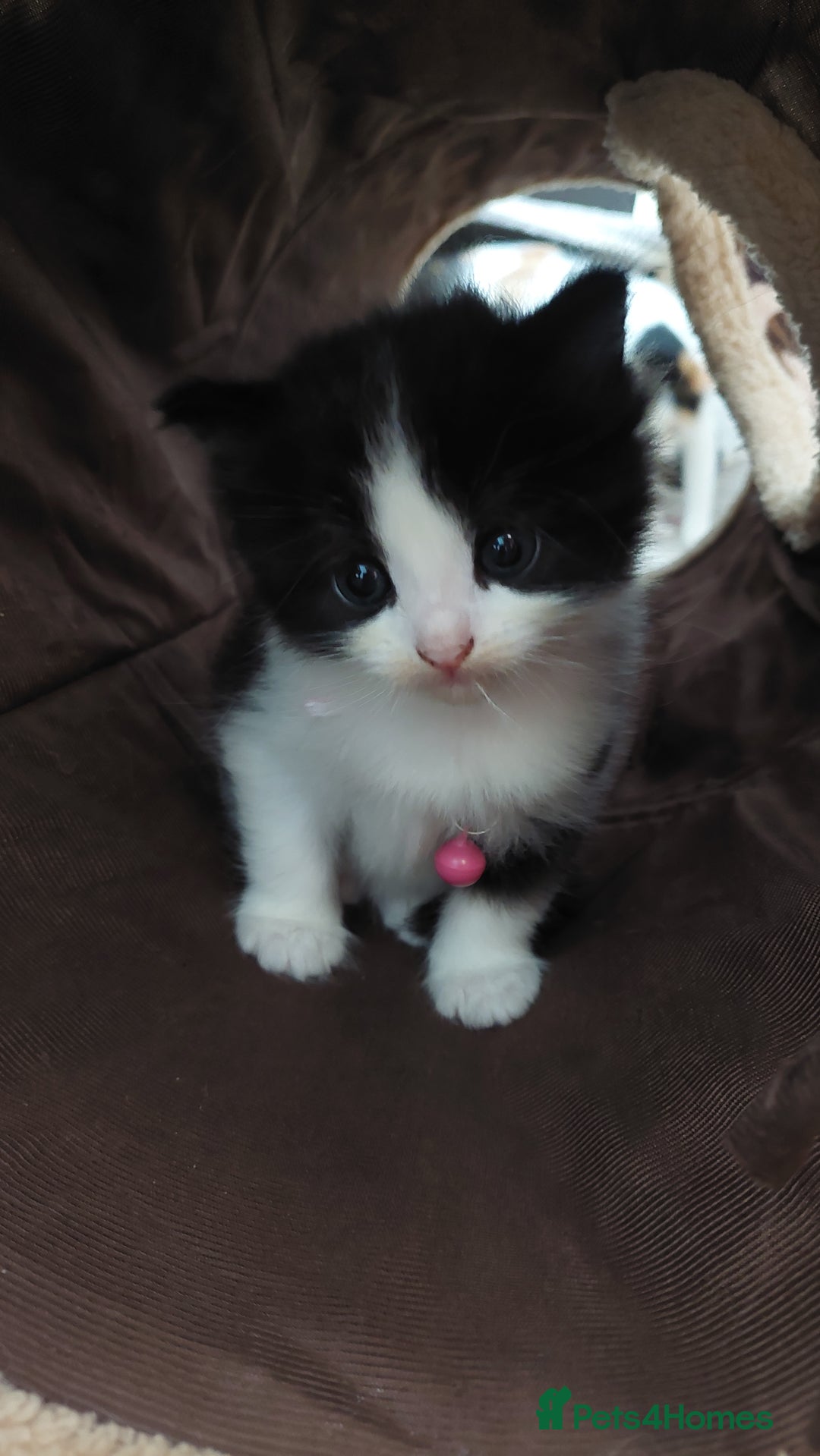 Mixed Breed cats for sale: Beautiful Kittens British ShorthairxRagdoll - Image 19