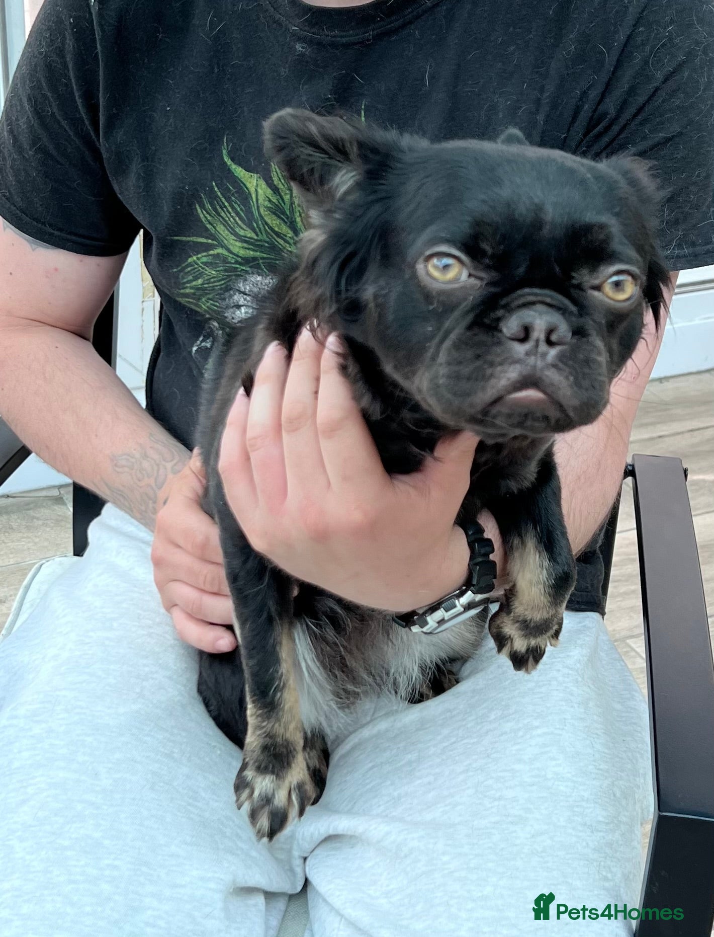 French Bulldog dogs for sale: French bulldog - Advert 3