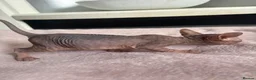 Sphynx cats for sale: Canadian sphynx kittens - Advert 12