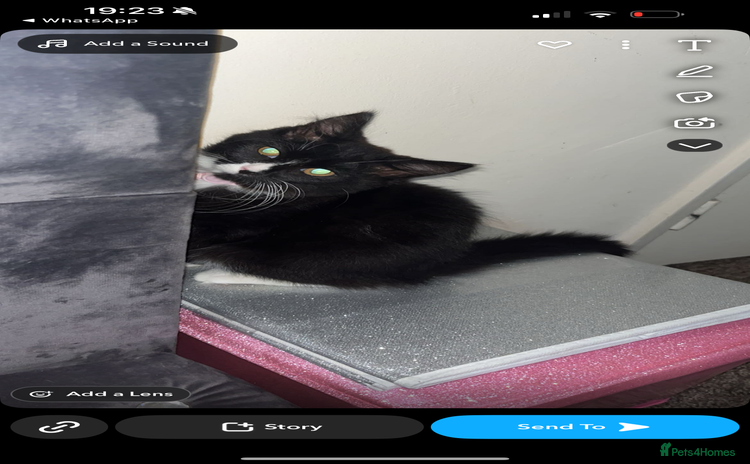 Mixed Breed cats - Advert 15