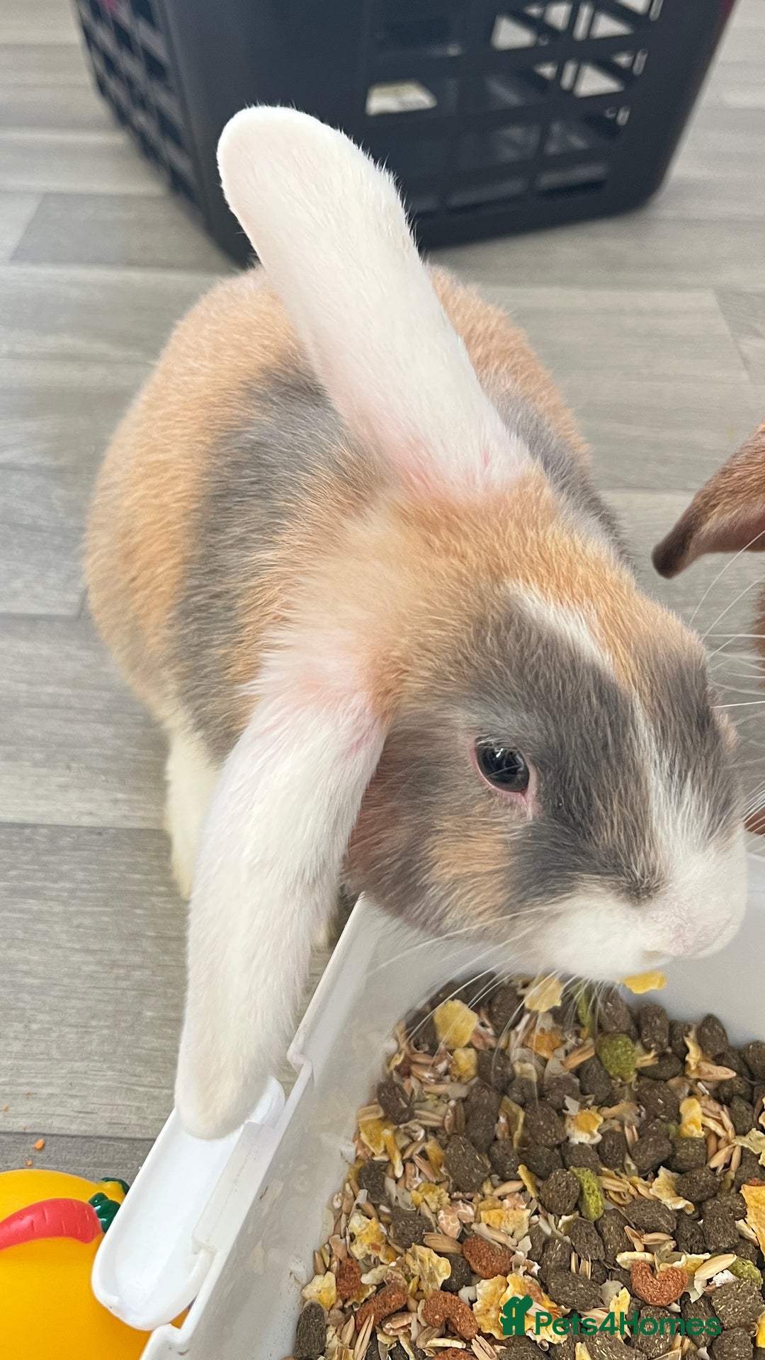 Mini Lop rabbits for sale: Male mini lop bunny  - Advert 2