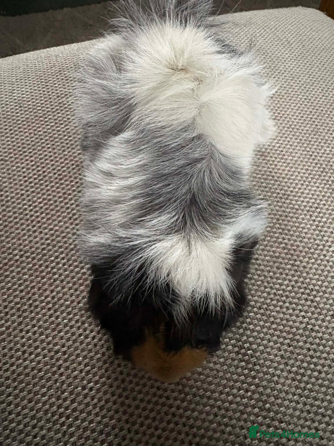 Guinea Pig rodents for sale: Adult and baby guinea pigs - Advert 3