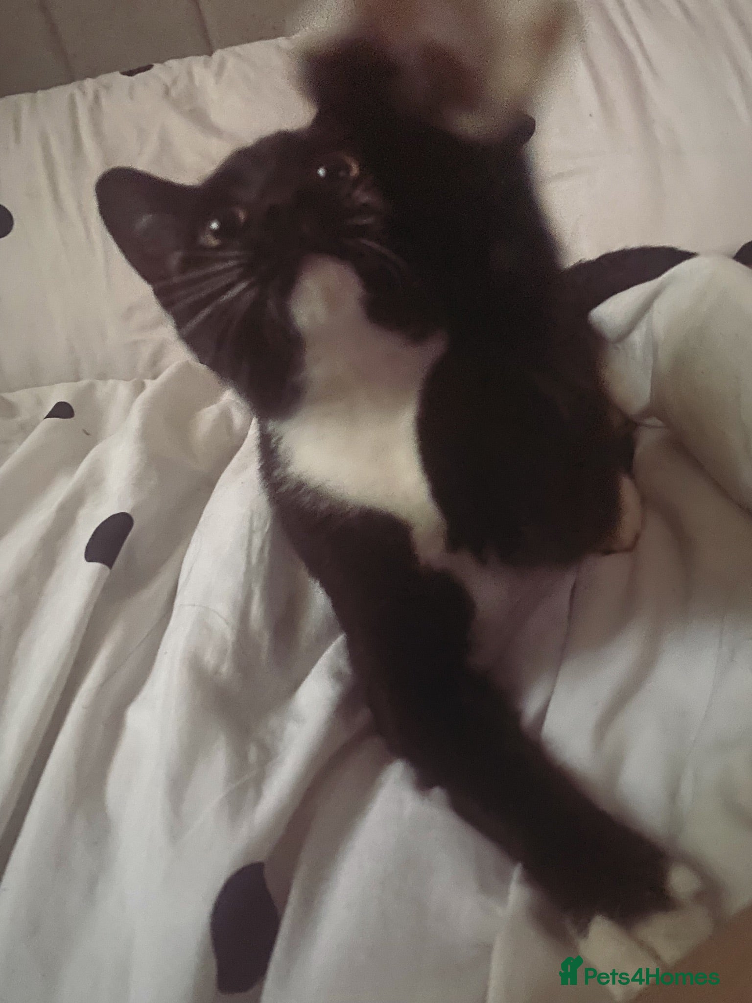 Domestic Shorthair cats Tuxedo cat (domestic shorthair)🐈‍⬛ - Advert 3