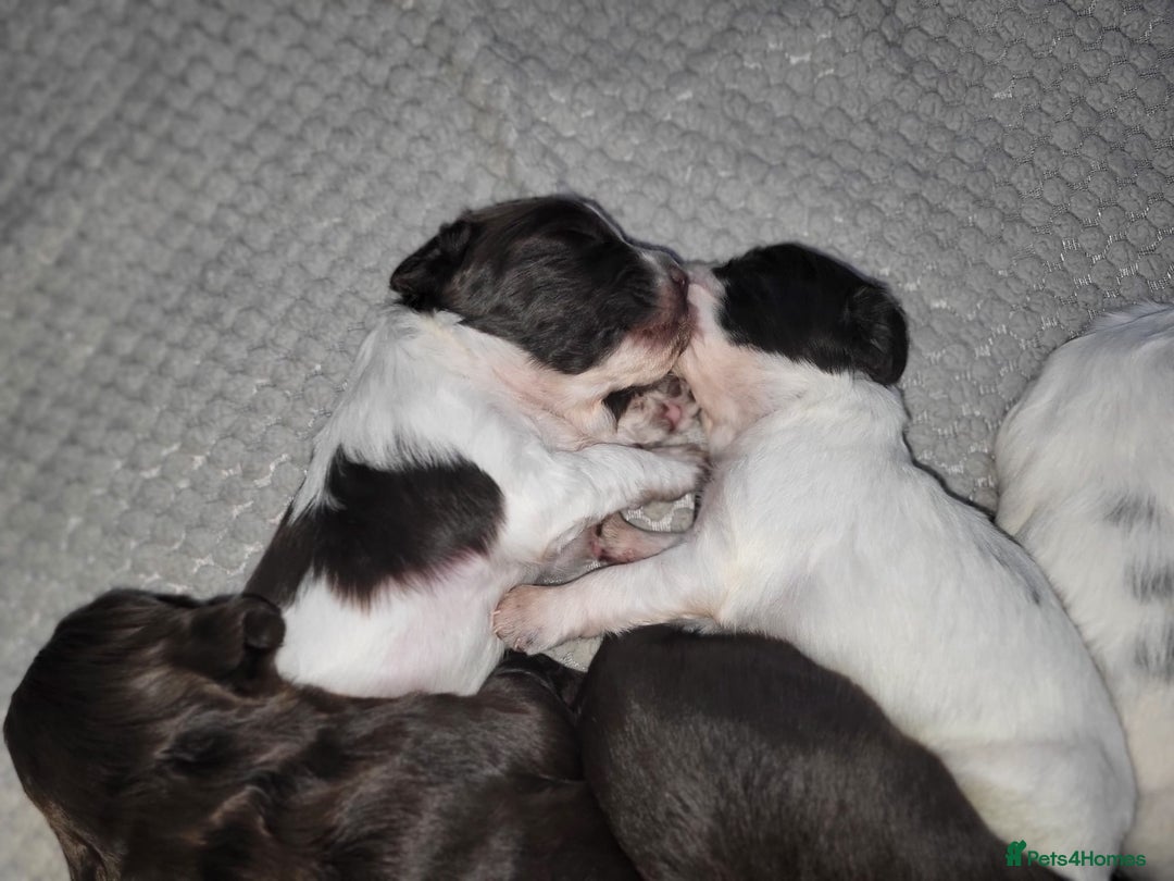 Sprocker dogs for sale: Sprocker puppies for sale - Advert 4