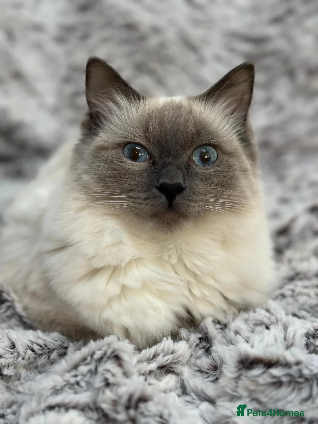 Ragdoll cats for sale: 2 ragdoll boy Kittens - Advert 1