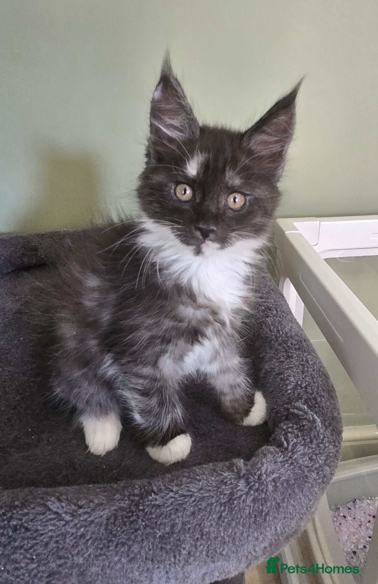 Maine Coon cats GCCF Registered Maine Coon Kittens  - Advert 11