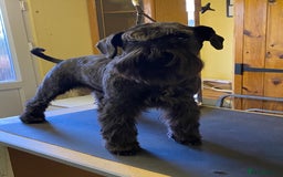 Miniature Schnauzer dogs for sale: KC reg ,health checked miniature schnauzer puppies - Image 4