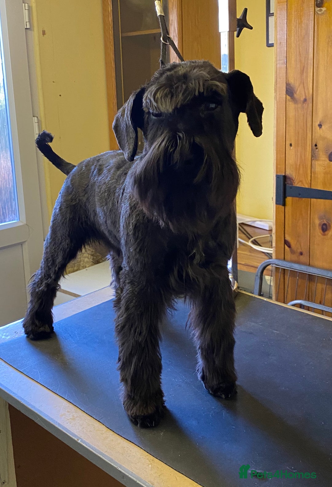 Miniature Schnauzer dogs for sale: KC reg ,health checked miniature schnauzer puppies - Image 4