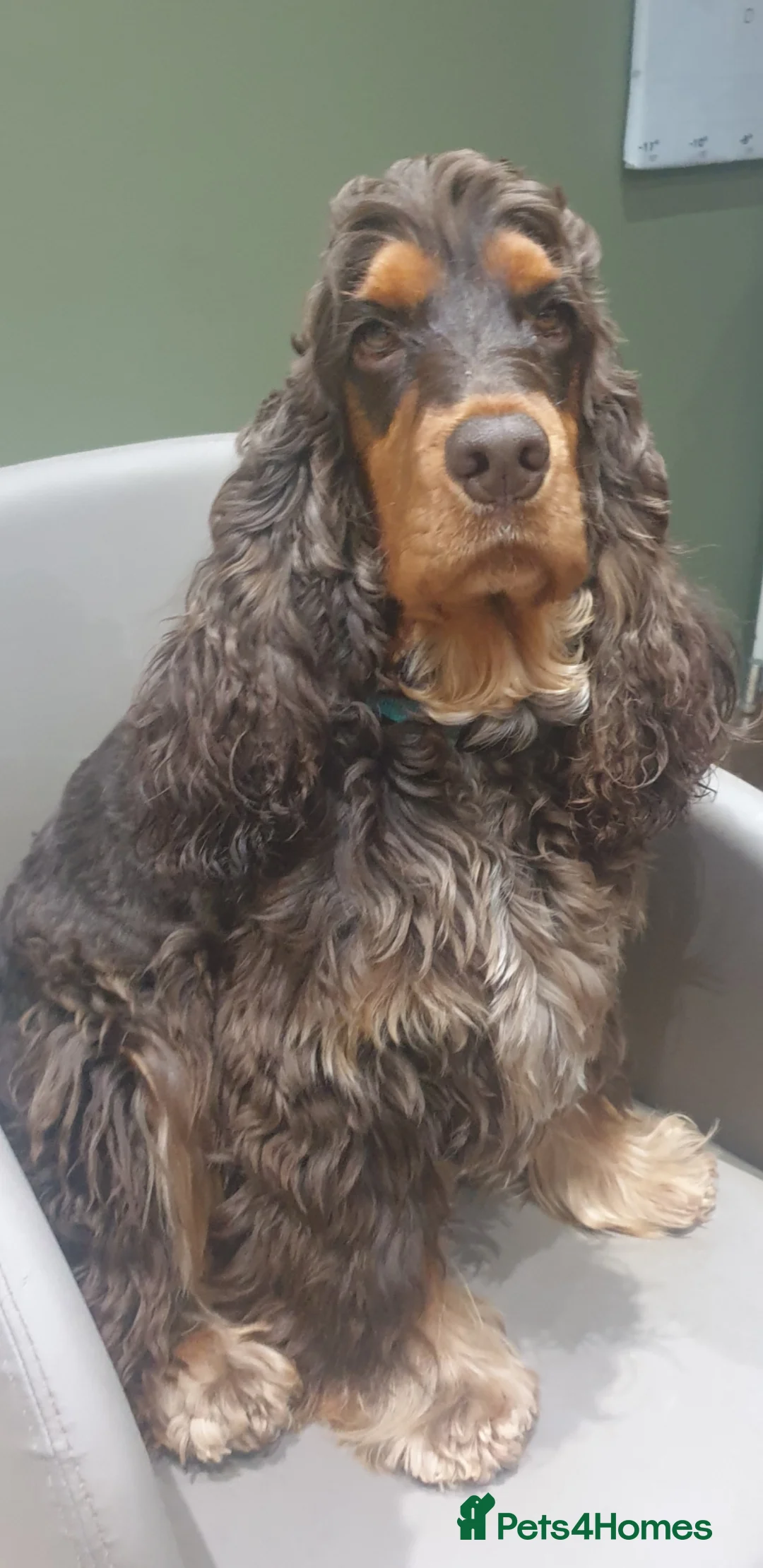 Cocker Spaniel dogs for stud: SHOW COCKER SPANIEL 🐕 health tested stud  in Brentwood - Advert 14