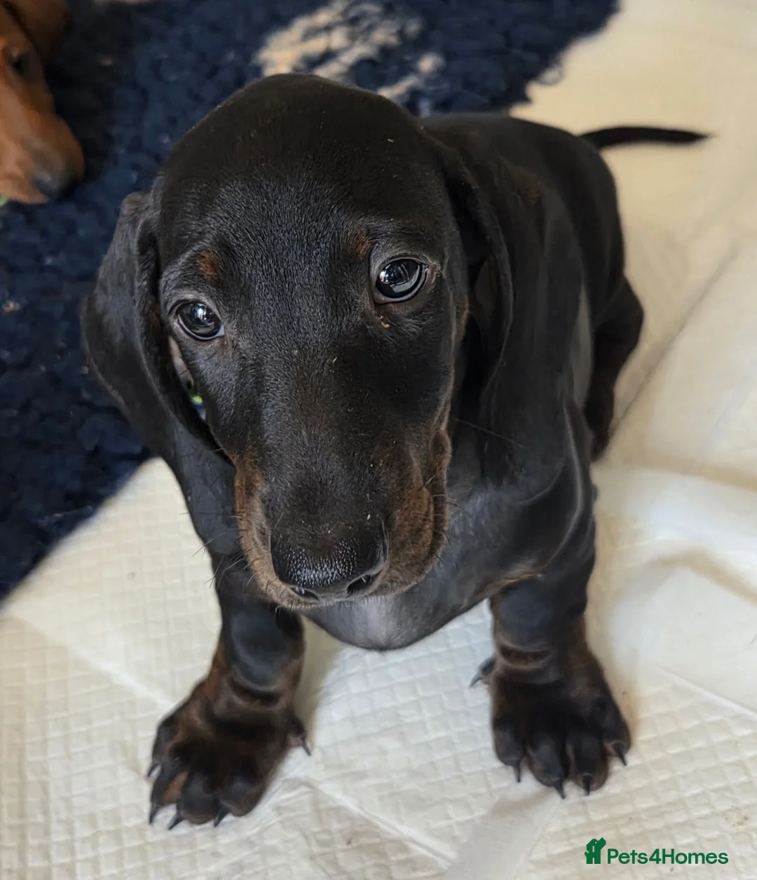 Dachshund dogs for sale: Last kc registered standard smooth puppy available - Advert 2