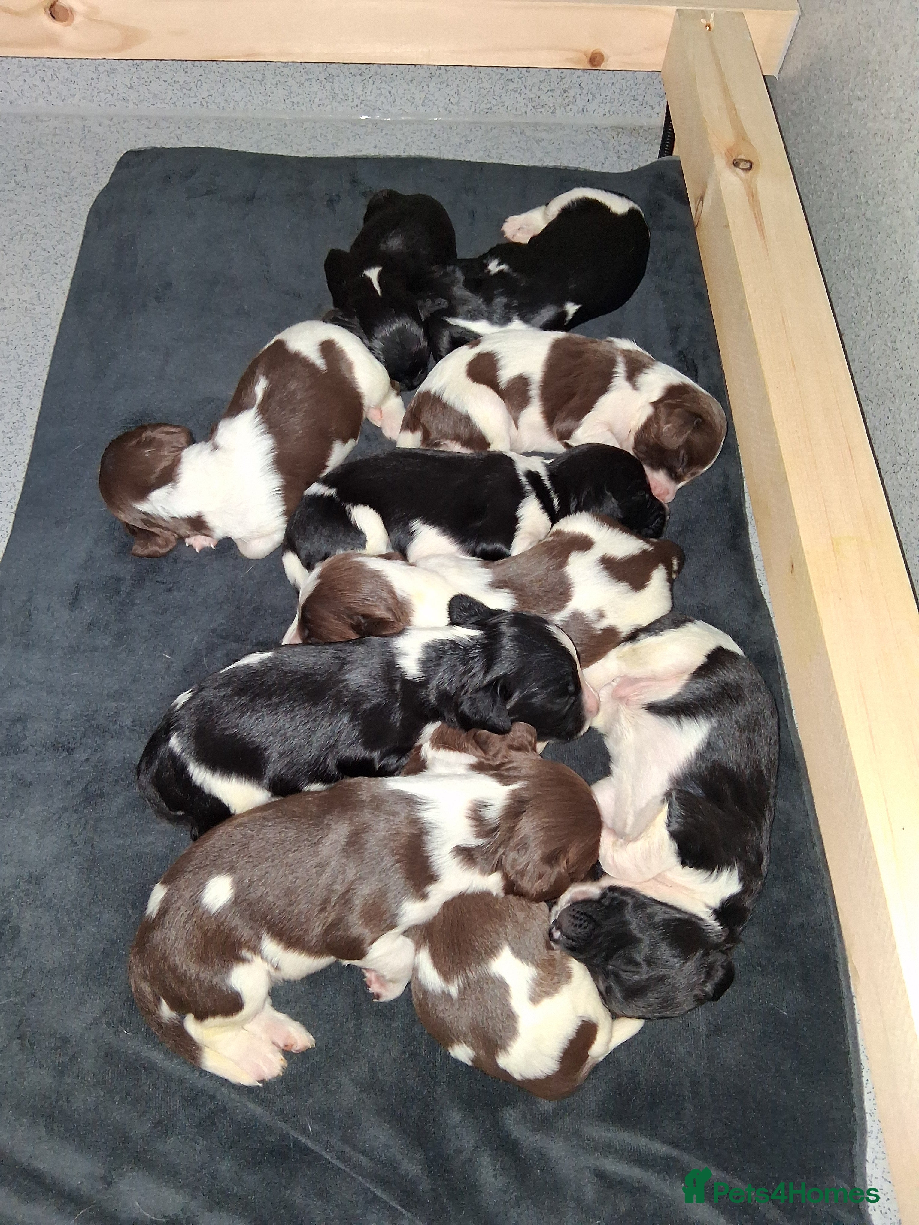 English Springer Spaniel dogs 🐾KC Reg English Springer Spaniel Puppies for Sale - Advert 1