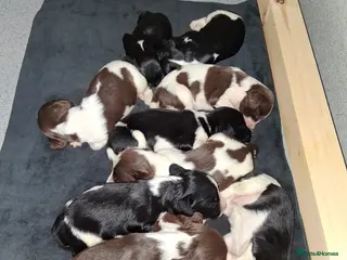 English Springer Spaniel dogs 🐾KC Reg Heavily Marked Springer Spaniel Pups - Advert 6