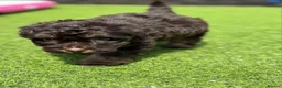 Cockapoo dogs for sale: Beautiful cockerpoos - Advert 7