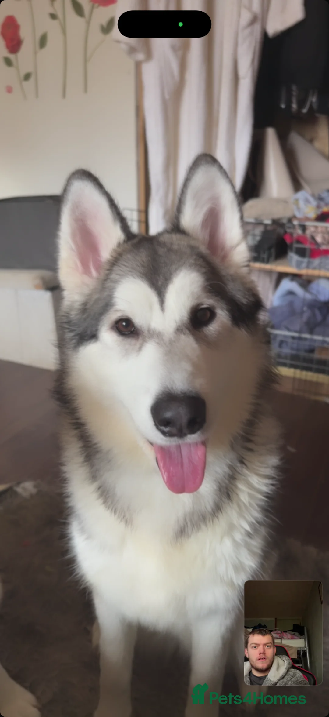 Alaskan Malamute dogs for sale: Alaskan malamute sisters (9 months old ) in Chelmsford - Advert 1