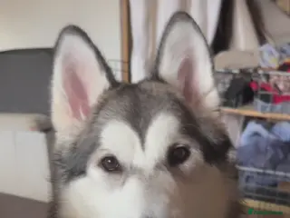 Alaskan Malamute dogs Alaskan malamute sisters (9 months old ) - Advert 1