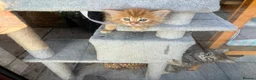 Mixed Breed cats for sale: Healthy , Energetic, Absolutely stunning 8  - Advert 10