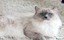 Ragdoll cats for sale: Ragdoll Kitten for Sale – Meet Sky 💙🐾 - Image 9