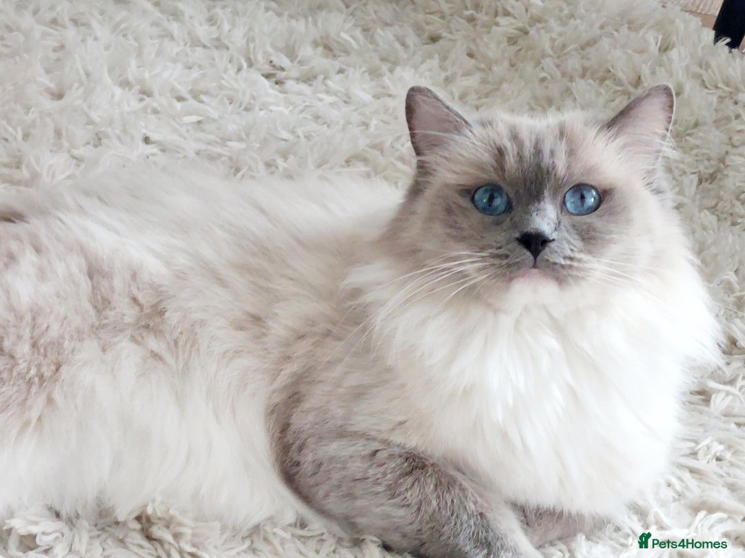 Ragdoll cats for sale: Ragdoll Kitten for Sale – Meet Sky 💙🐾 - Image 9