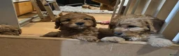 Cockapoo dogs for sale: Cockapoo  - Advert 15