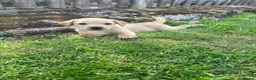 Labrador Retriever dogs for sale: Ashley quested - Advert 1
