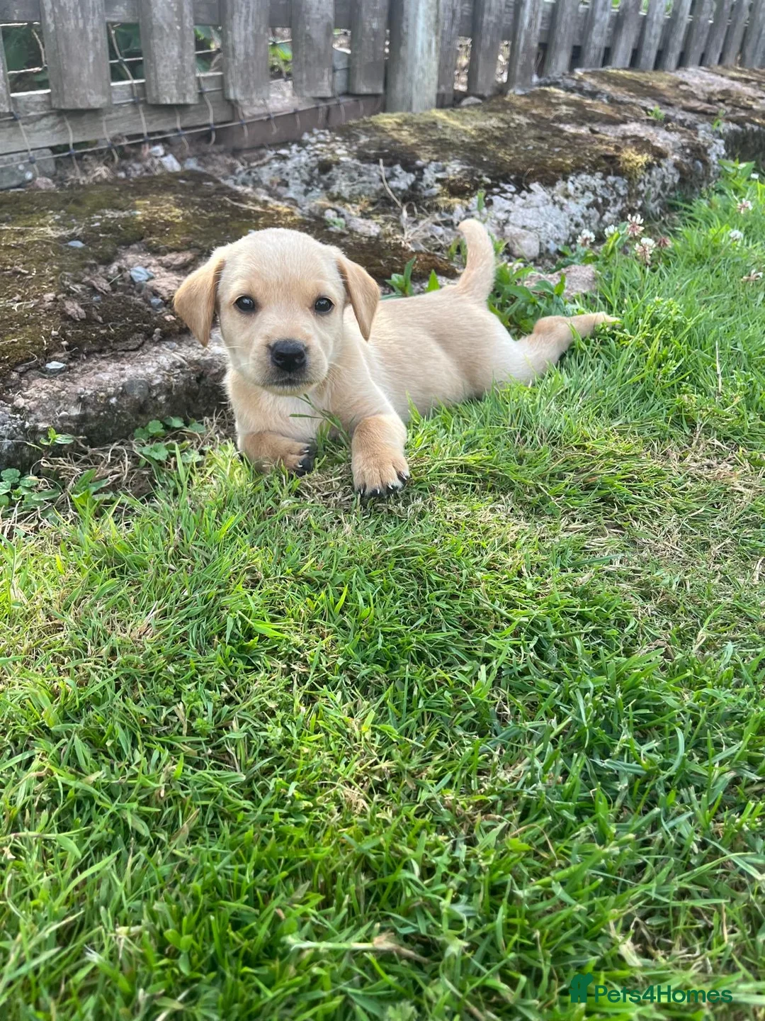 Labrador Retriever dogs for sale: Ashley quested - Advert 1