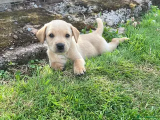 Labrador Retriever dogs Ashley quested - Advert 1