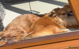 Mixed Breed dogs for sale: 6 beautiful puppies for sale, 3 female and 3 male - Image 1
