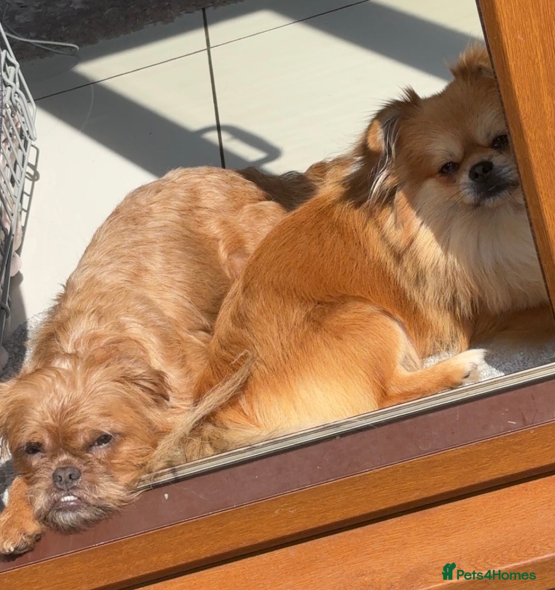 Mixed Breed dogs for sale: 6 beautiful puppies for sale, 3 female and 3 male - Image 1