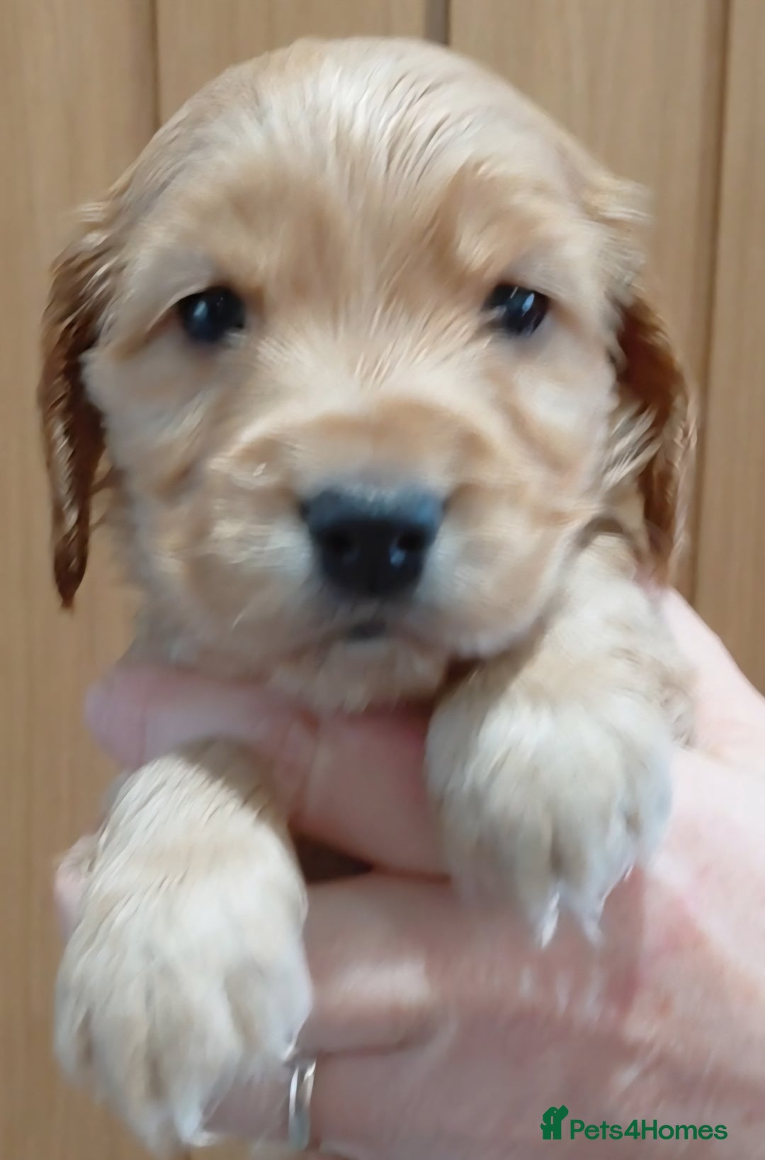 Cocker Spaniel dogs for sale: KC Golden Show Spaniels - Advert 23