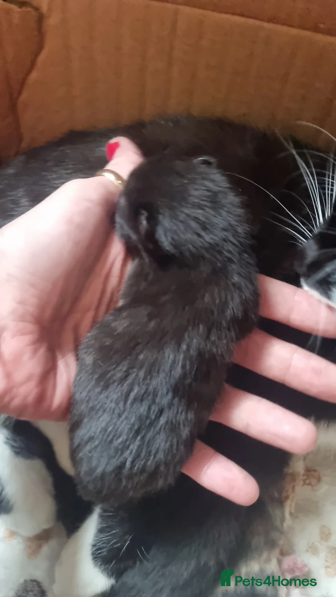 Mixed Breed cats for sale: Maine coon x kittens - Advert 2