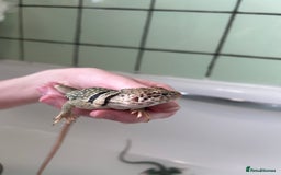 Lizard reptiles for sale: Colored lizards and cage  - Image 7