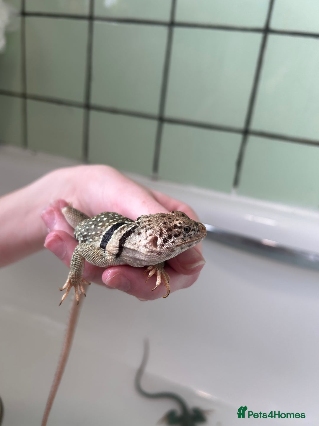 Lizard reptiles for sale: Colored lizards and cage  - Image 7