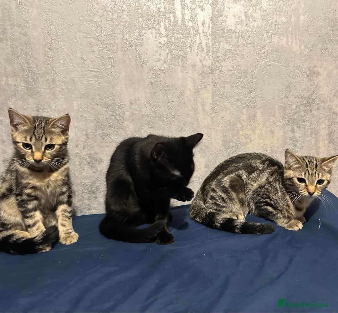 Bengal cats for sale: Bengal cross kittens! - Advert 6