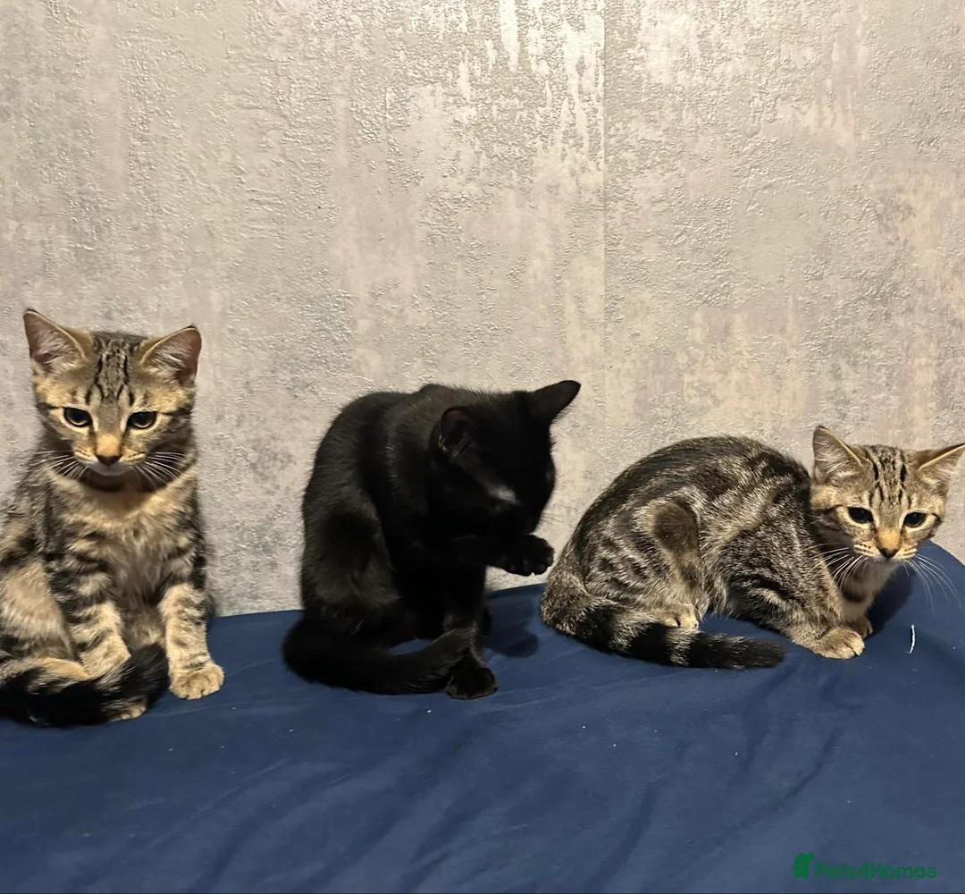 Bengal cats for sale: Bengal cross kittens! - Advert 2