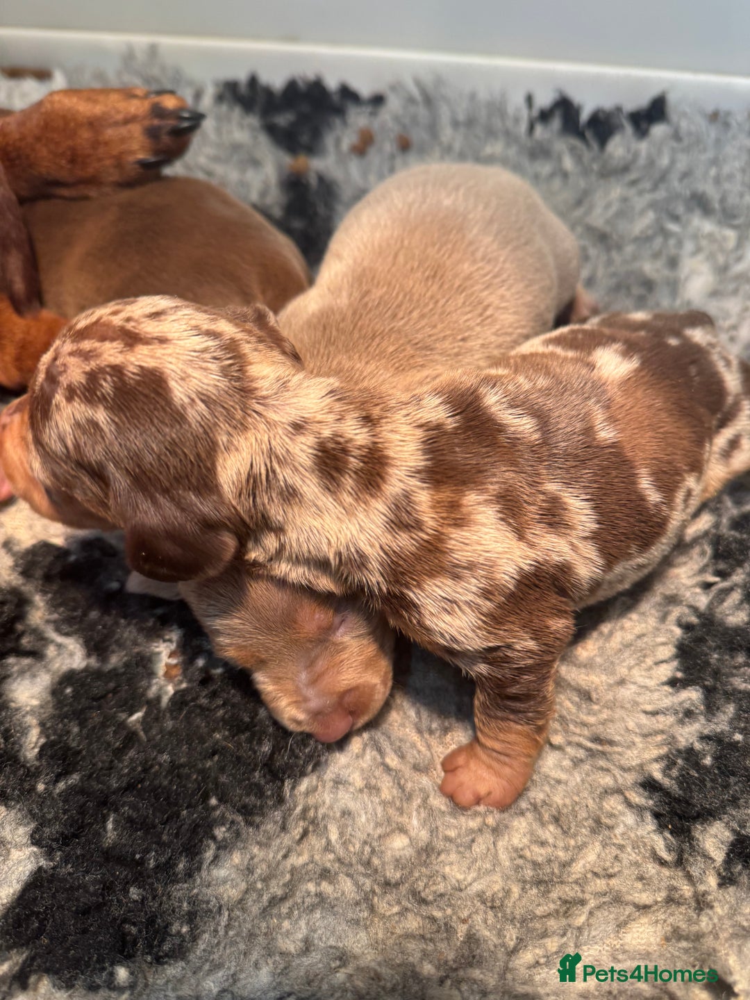 Miniature Dachshund dogs for sale: 5⭐️ Licensed. PRA clear kc registered  - Advert 4