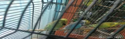 Budgerigars birds for sale: Budgie Birds pairs available still 28/8/26 - Advert 5